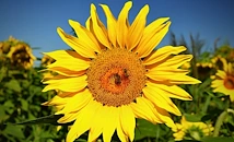 Евтин аржентински слънчоглед удари печалбите на родните зърнопроизводители