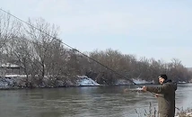 Практиката "хвани и пусни" набира сила сред рибарите в Русенско