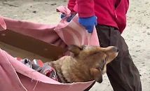 Руски дрон удари приют за кучета в Запорожие