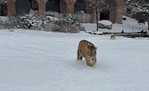Сибирски тигър бе заснет в двор в Румъния и стана хит в ТикТок