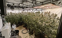 Разбиха модерна наркооранжерия във Варна