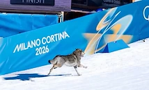 Закриват зимните олимпийски игри 2026