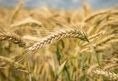 Учени възстановиха картата на флората в района отпреди 12 000