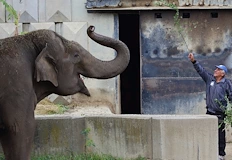 Иван Иванов прекара близо 20 години в грижи за гигантите