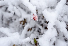 Температурите падат драстично дъждът преминава в сняг още в понеделникПролетни