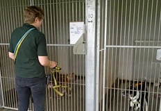 Търсят се отговорни хора за грижа за кучета и котки