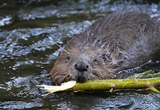 Дронове и ДНК анализ следят движението на животните по рекатаЕвразийският