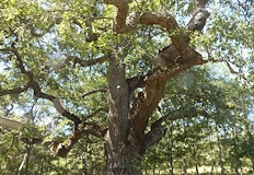 Военното министерство изненадващо инициира екологичната мярка в землището на село