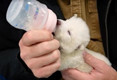 Учени ще съхраняват ДНК на най застрашените животни в светаБиотехнологичната