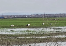 Птиците пристигнаха седмици по рано търсят храна в наводнените равнини