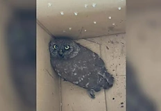 Птицата е транспортирана до ветеринарна клиника след акция на Ботевградско