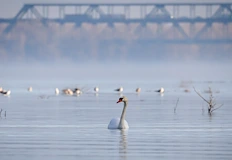 Фотографи уловиха момента в който птицата плува на фона на