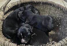 Средствата са събрани по време на благотворителен концерт в края