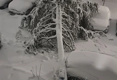 Преминаването по улица Плевен е невъзможноМасивно иглолистно дърво се стовари