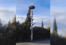 Подранил щъркел и вест за новородено бебе зарадваха жителите на