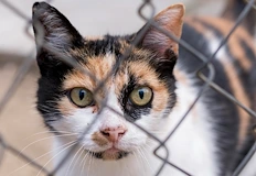 ГДБОП разби международна мрежа за видеоклипове с мъчения на животниГДБОП