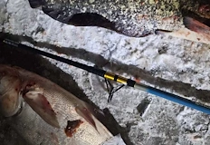 Инспектори на ИАРА съставиха пет акта при акция срещу жестокия