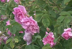 Държавата търси защита за розопроизводството чрез международно признаниеРозовата долина край