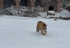 Полицията започна разследване срещу собственик на незаконна менажерияЗловещи кадри на