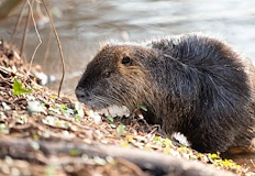 Законодателният вакуум оставя земеделците без компенсации при евентуални щети от