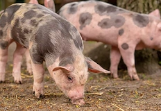 Садистичният опит за транспорт на животното завърши с 10 часова