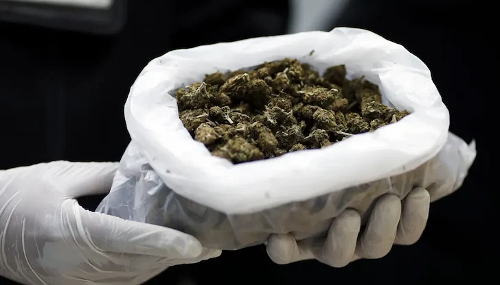 Властите отнеха лицензите на шест фирми за медицински канабис Властите отнеха лицензите на шест фирми за медицински канабис