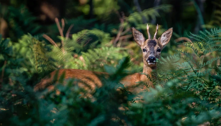 Ново изследване разкрива адаптивните стратегии на фауната спрямо човешкото присъствие Ново изследване разкрива адаптивните стратегии на фауната спрямо човешкото присъствие