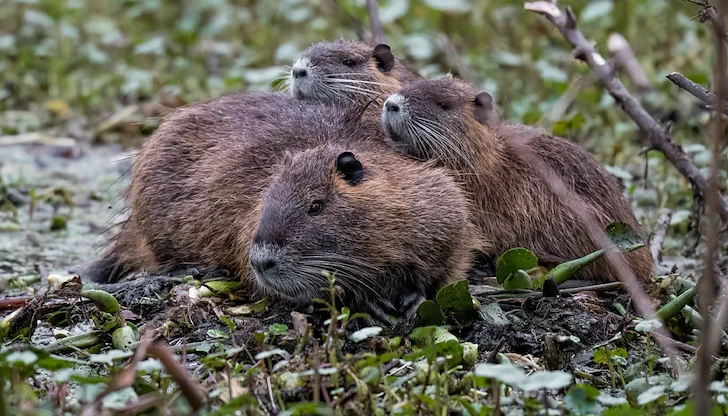Учени разследват появата на редкия вид на юг Учени разследват появата на редкия вид на юг