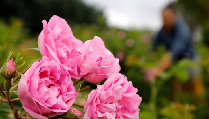 Браншът настоява за пазарни протекции Браншът настоява за пазарни протекции