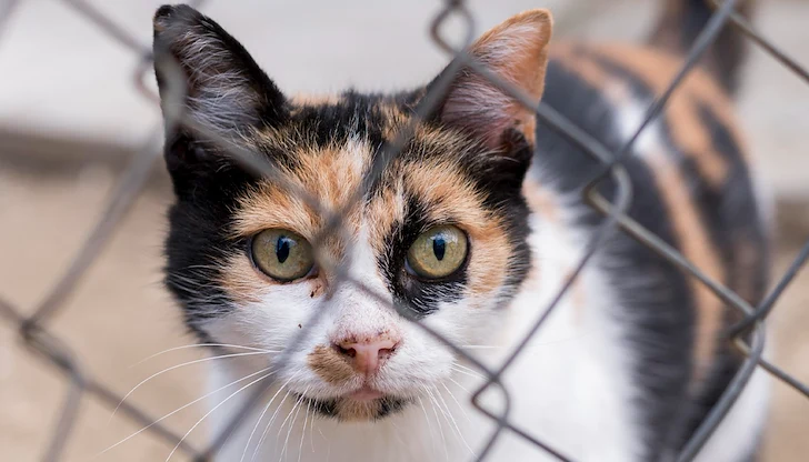 ГДБОП разби международна мрежа за видеоклипове с мъчения на животни ГДБОП разби международна мрежа за видеоклипове с мъчения на животни