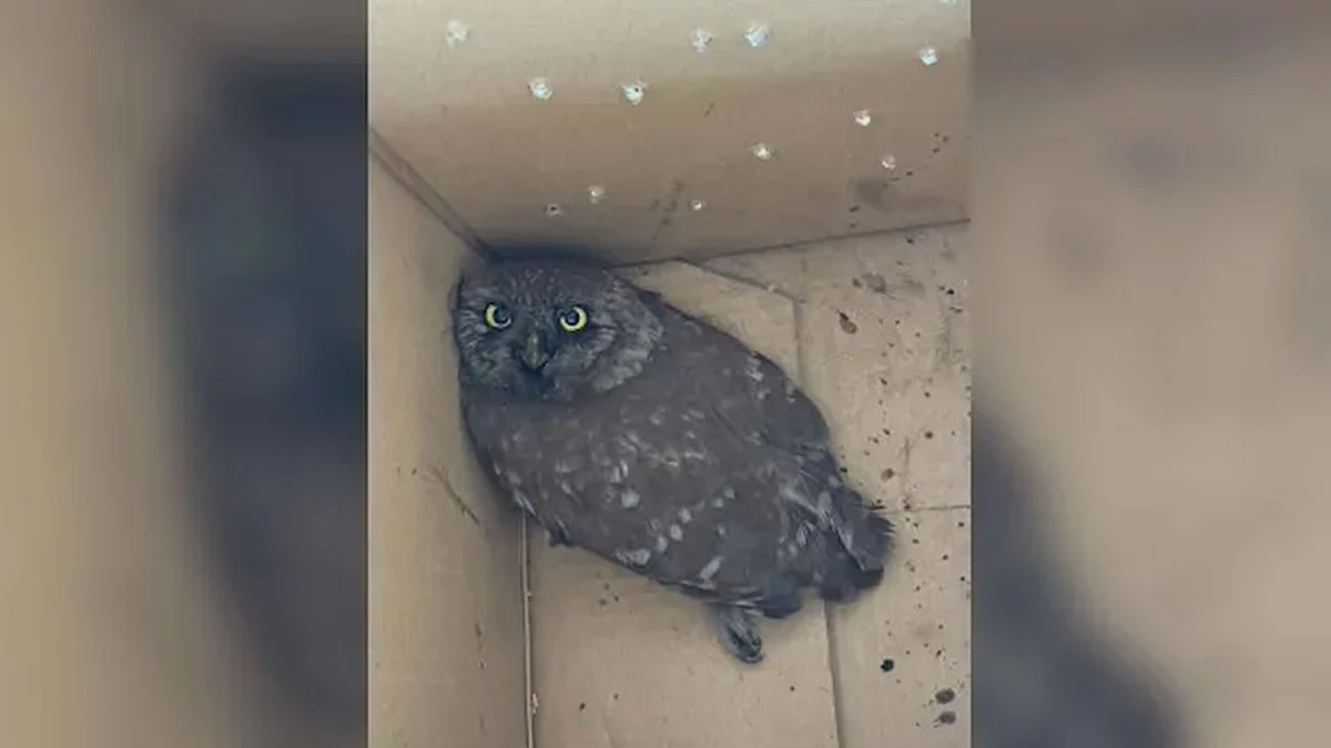 Птицата е транспортирана до ветеринарна клиника след акция на Ботевградско