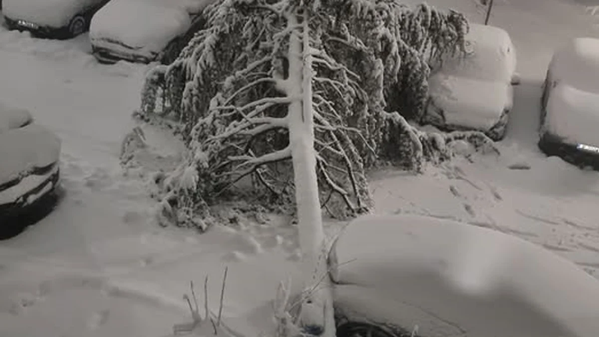 Преминаването по улица Плевен е невъзможноМасивно иглолистно дърво се стовари