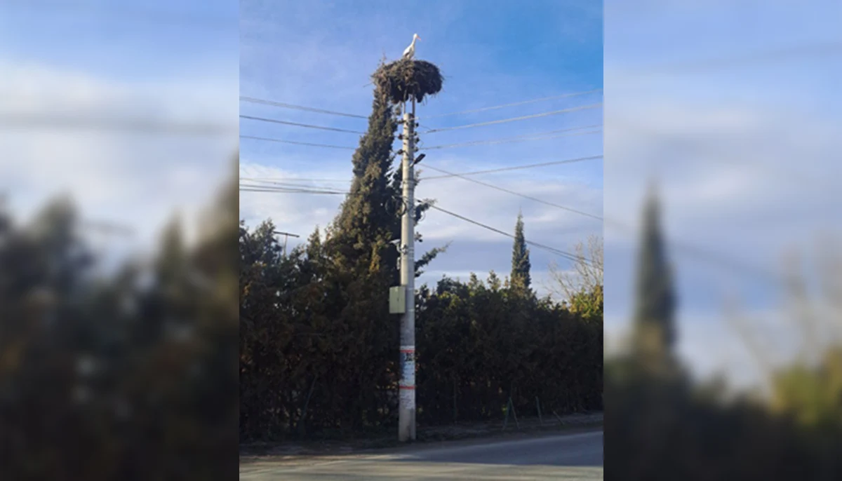 Подранил щъркел и вест за новородено бебе зарадваха жителите на