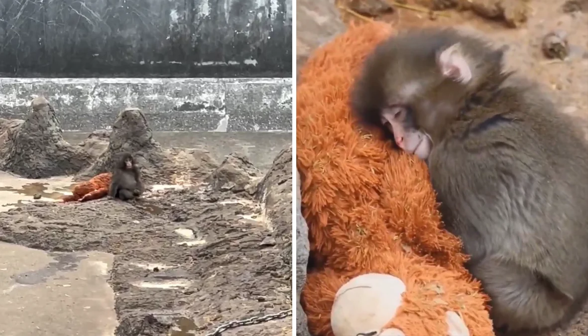 Малкият Пънч се превърна в истински любимец на посетителите в