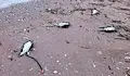 Търсят причината за смъртта на 300 буревестници и 9 делфина край Шабла