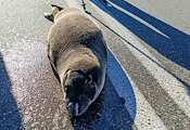 Тюлен монах пропълзя по шосе в Гърция