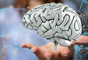 Учени: Мозъкът се обновява до края на живота