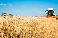 Конфликтът в Близкия изток срива българското зърнопроизводство