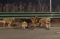 Откраднати кучета избягаха и тръгнаха заедно да се прибират у дома