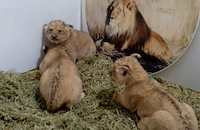 Три лъвчета се родиха в Стара Загора