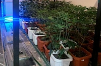 Иззеха марихуана за над 50 000 евро от русенец