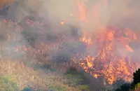 70 декара широколистна гора изгоряха в Русенско за година