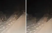 Четири мечета изскочиха на заснежения път в Родопите