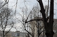 Счупени клони на липи застрашават русенци