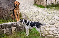 Започват преброяване на уличните кучета в Русенско