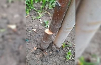 Съсипаха новопосадени дръвчета в квартал "Здравец"