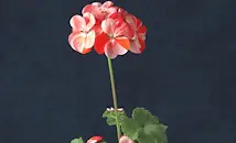 Ранното торене съсипва мушкатото