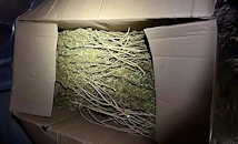 ГДБОП хвана над 260 килограма марихуана