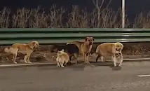 Откраднати кучета избягаха и тръгнаха заедно да се прибират у дома