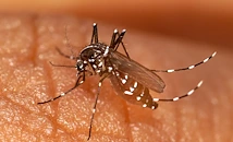 Учени блокираха размножаването на маларийния паразит